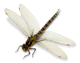 Dragonfly PNG-26282